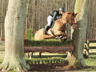 Sohlay Sporthorses